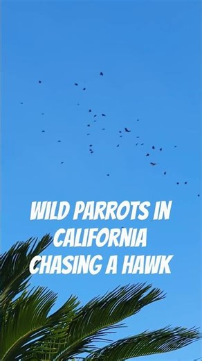 Wild parrots in California chasing a hawk