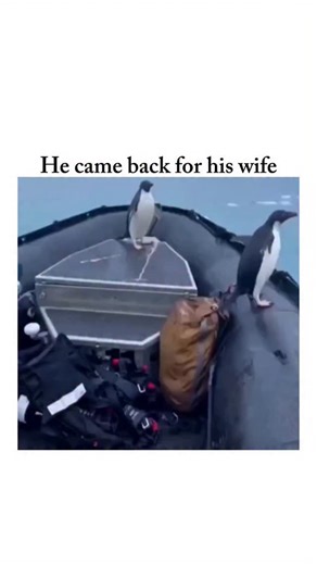 Excitbuzz | In a serene Antarctic moment, curiosity turns into quiet companionship as two gentoo penguins balance on the inflated edge of a black... | Instagram