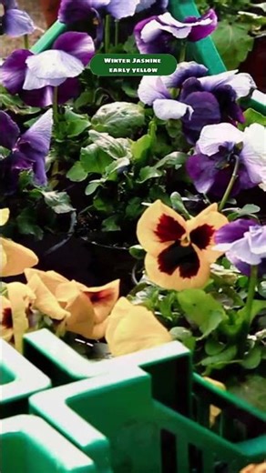 Winter Flowers Loved Around the World