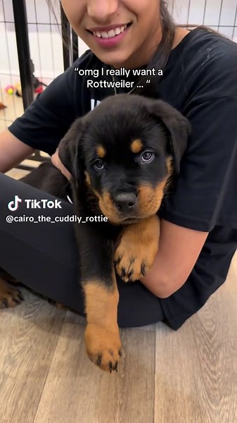 IT SHOULD BE ‘Cairo the chaotic Rottweiler’ 😭 #rottweiler #fyp #puppydog #dogsoftiktok #rottweilersoftiktok