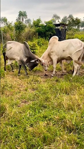 Animal Fight Video: Two Cows Lock Horns in Real Life