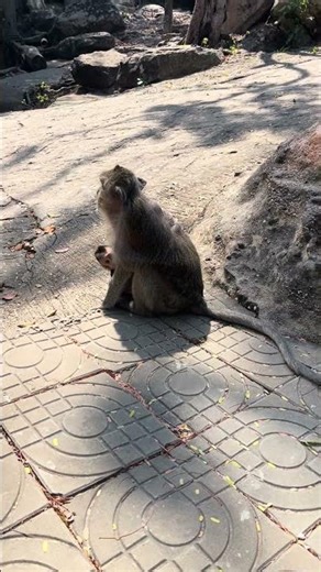 When this female monkey gives birth, she loses her feathers and loses her beauty.#viral#cute#animals