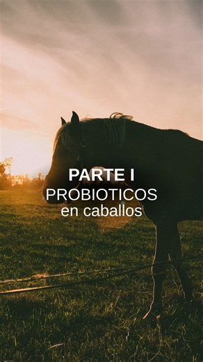 Ine Bienestar Animal on Instagram: "🦠 Cepas útiles en equinos Las más estudiadas: • Lactobacillus spp. • Bifidobacterium spp. • Enterococcus faecium • Saccharomyces cerevisiae (levadura → muy importante en digestión de fibra) • Saccharomyces boulardii (diarreas) 👉 En caballos adultos, las levaduras vivas suelen ser las más efectivas para mejorar la fermentación del ciego. ⸻ 💊 Probióticos comerciales usados en caballos Pastas (útiles en estrés agudo, viajes o diarrea) ✔ Administración rápida ✔