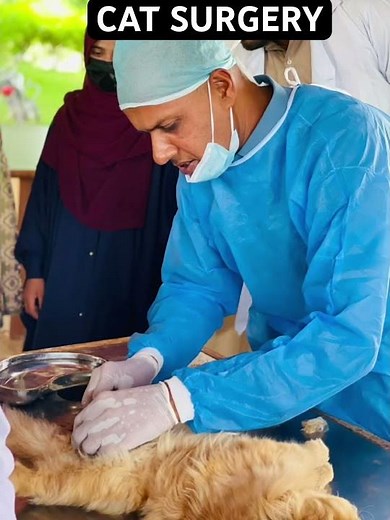 Vet Students Training in Action #vet #pets #trending #viral #shorts