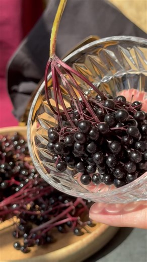 1.6K views | These are Sambuca Negra Elderberries, just one of 30+...