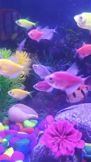 Glow fish tetra aquarium view #shorts #short #aquarium #glowfish
