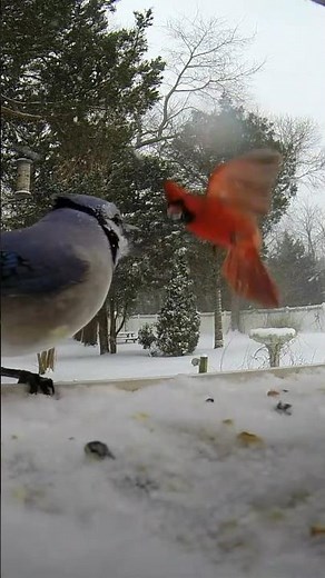 Blue jay vs Cardinal. 💥🤺 #birds #bluejays #cardinals #asmr