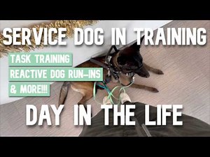 Service dog in training Day in the life | Task training, Reactive dog run-ins and more!