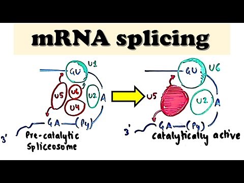 mRNA Splicing - mRNA post-transcriptional processing/modifications - What is alternative splicing?