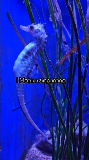 Kurz EFT terapeut a Matrix reimprinting