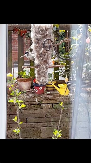 Make a bird nesting materials holder 🪶🐧 Some birds are still busy making nests this month. They needs lots of materials to make their nests nice and cosy and warm. We can help them by collecting some useful materials and hanging them up in a holder! This was one of the activities in our February box. You can now order a February box as a one off box here: https://www.mudandbloom.com/purchase-previous-boxes Get 10% off your first month to month box with the code FIRSTBOX10 This lovely clip was 