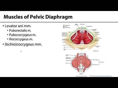 Pelvic Diaphragm - Learning Objectives
