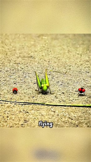 Insect Race Adventure: Who Will Win?