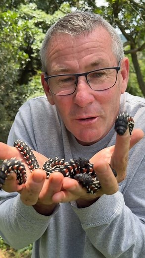Look at this handful of creepy crawlies - such cool Cabbage Tree Emperor Moths. 🐛🙌🏻 | Ivan Carter