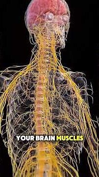 “How the Heart Works | Medical Animation & Heart Function Explained 🫀” #heartanatomy