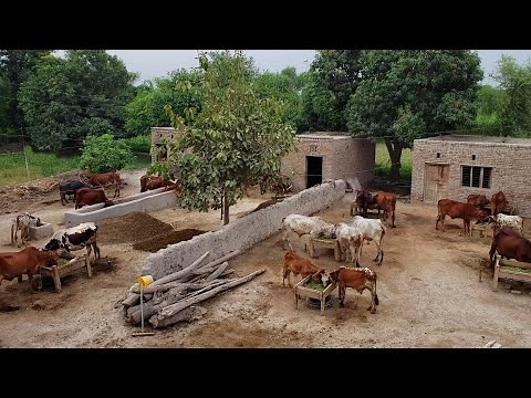 Village Life In Pakistan