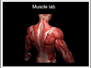 5 Lab 5, Bio 201 Muscles