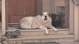 Missing 2-year-old travels 7 miles through mountain lion territory before dog guides him to help