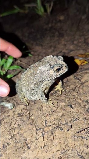 When catching a frog, it jumps funny | froggy frog for funny | boing boing the frogs | FUNNY FROG