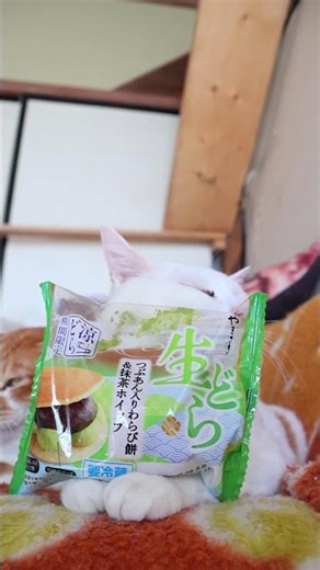 生どら つぶあん入りわらび餅＆抹茶ホイップ 260530 #cat #しろねこ #cute #生どら #ねこ #ネコ #猫 #わらび餅 #猫のいる暮らし