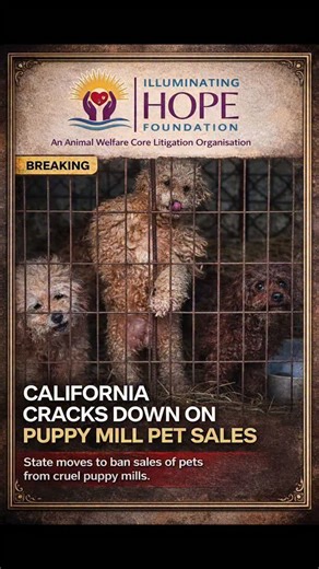 California strengthens animal welfare laws to combat puppy mills and unethical pet trade. Under newly enacted animal protection legislation, pet brokers are now prohibited from selling or facilitating the adoption of dogs, cats, and rabbits under one year of age. This decisive move aims to dismantle puppy mills and large-scale commercial breeding operations that prioritize profit over animal welfare. The law also introduces stricter regulations on declawing and mandates improved shelter and adop