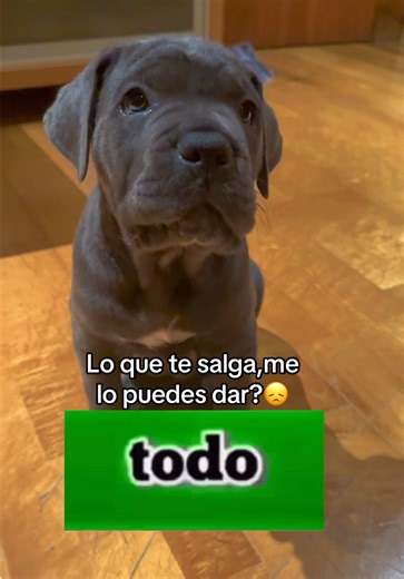 #CaneCorso #Puppy #Dogs #Viral #foryou