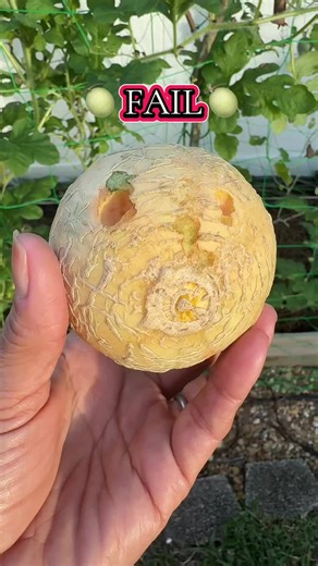 Tips for Growing Melons Successfully