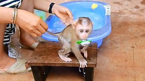 9.2K views · 291 reactions | Obedient Princess Sara Let Mommy Clean Her Old Diaper | Monkey Daily | Facebook