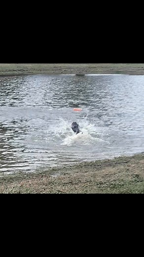 Timber | Wade Retriever Training