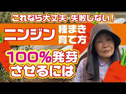 人参種まき【育て方】発芽のコツ【好光性種子】