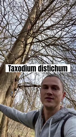 Wild bald cypress tree roots! Taxodium distichum