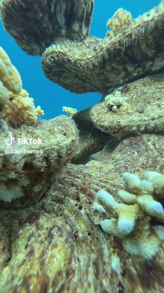 Life on MARS 🪸 Over the past year, we’ve been deploying the MARS II onto our restoration site, and carefully planting coral fragments onto each one. Look at them now! We’re still testing the best adhesive method and carefully maintaining the structures, but it seems to be paying off 🙌 📸 @a.hayek_ #tracc #marinescience #marineconservation #scubadiving #borneo