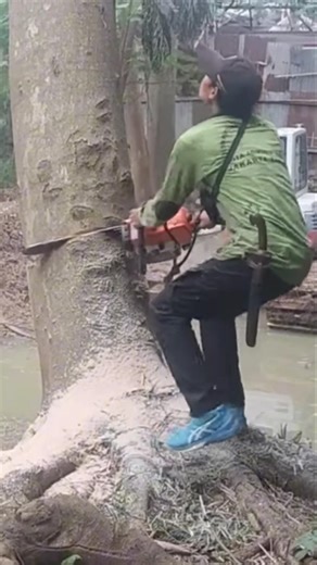 Dangerous tree cutting skills Techniques #shortvideo #woodworking #chainsaw