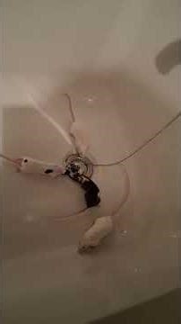 How to introduce mice www.treats4squeaks.com/how-to-introduce-pet-mice #petmice #mice