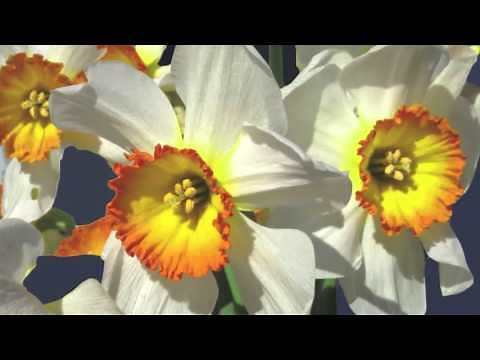 Preview | Watercolor Painting Demo: Daffodil with Birgit O'Connor