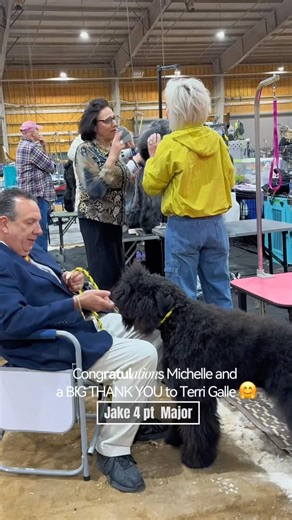 Show Dog Training Tips for a Bouvier Puppy😊#bouvierdesflandres #shorts #showdogtraining #dogshorts