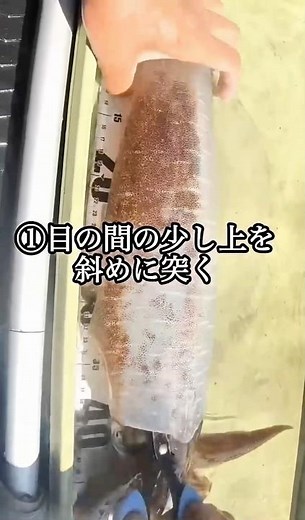 エギング初心者必見🔰イカの締め方#釣り #fishing #エギング#アオリイカ