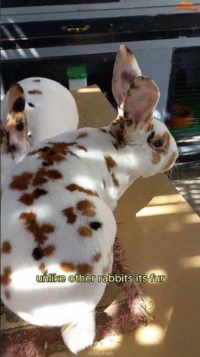 This Rabbit Feels Like Velvet! 🐰✨ | Rex Rabbit Facts