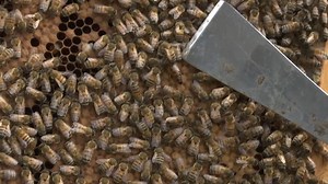 Sweet adventure awaits at Heritage Bee Farm in Myakka City