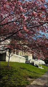 56K views · 3.2K reactions | Buffalo’s Cherry Blossoms: The Buffalo Cherry Blossom Festival is this weekend at the Buffalo History Museum—and the blossoms seem to be emerging right on cue. #cherryblossoms | John Kucko Digital | Facebook