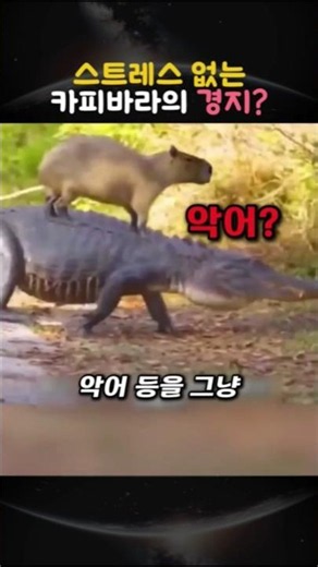 The state of a stress-free capybara?