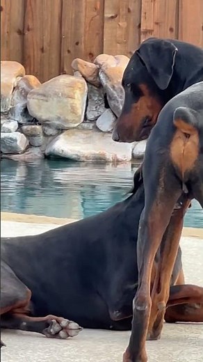 Two Doberman dogs playing with each other.