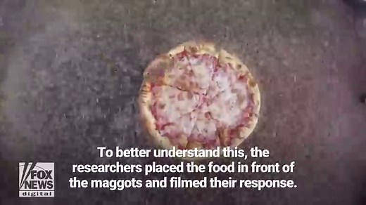 'Fountain' of 10,000 maggots devour pizza in just 2 hours, reveal unique way fly larvae feed