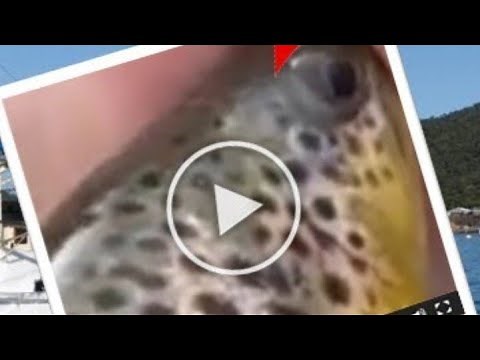 Trout for clout video - using a trout for clout - trout for clout reddit || Full details