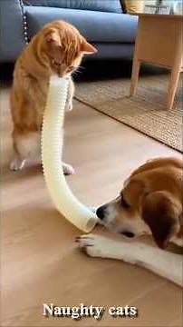 Funny Cats Compilation 🐈 | Cats Being Cats 😂 | Try Not to Laugh