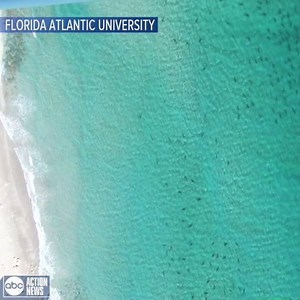 388K views · 4.9K reactions | SHARKS ARE ON THE MOVE 麗 Tens of...