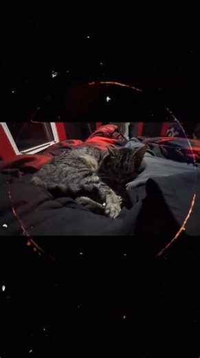 MR Grumpy taking a Cat nap. 🐈 #cat #barncat #mrgrumpy