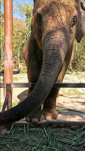 How Elephants Shape the Future of Conservation: Protecting the Wild | Art of Life Insurance