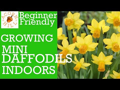 DAFFODILS IN POTS. GROWING DAFFODILS INDOORS. MINI DAFFODILS. INDOOR BULB PLANTING. ACORN HILL