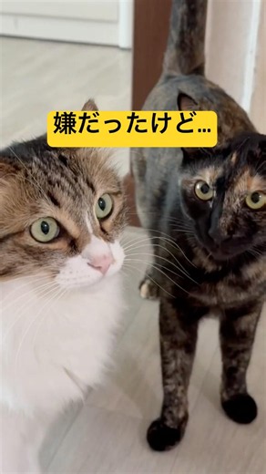 【保護猫】サビ猫。家猫になってお姉ニャンができました😽